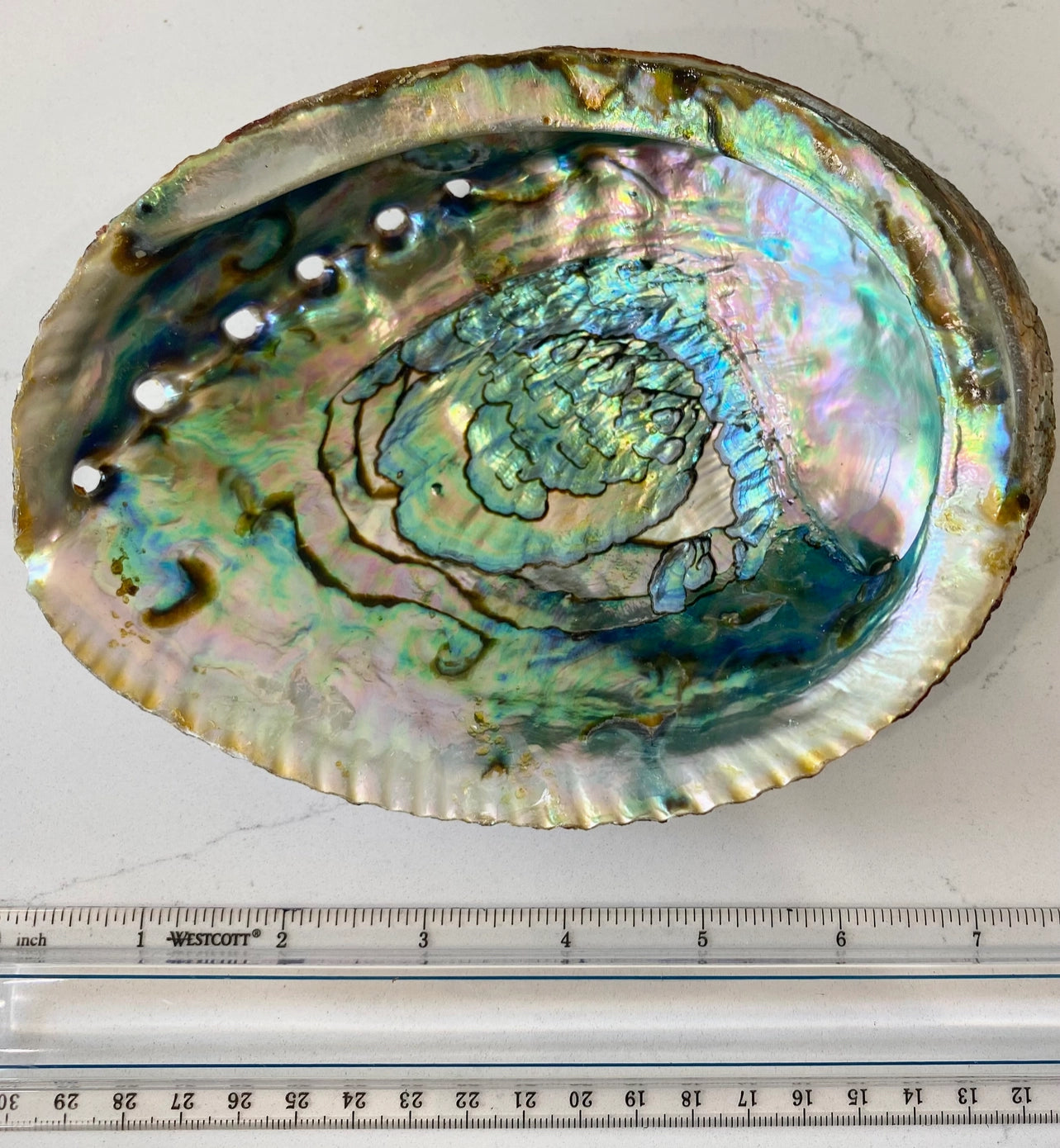 Abalone Shell Bowls (Large) with Stand