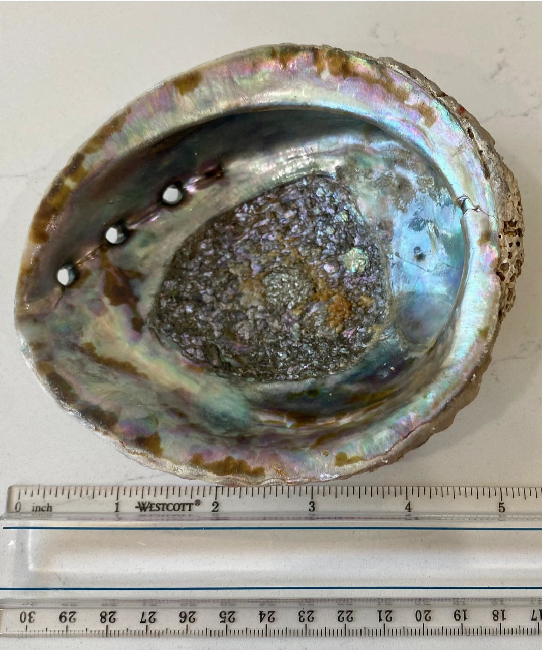 Abalone Shell Bowls (Medium) with Stand